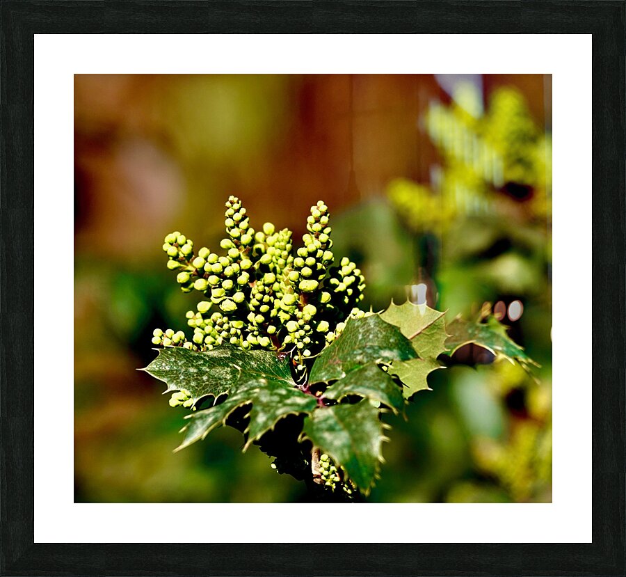 Acebo Picture Frame print