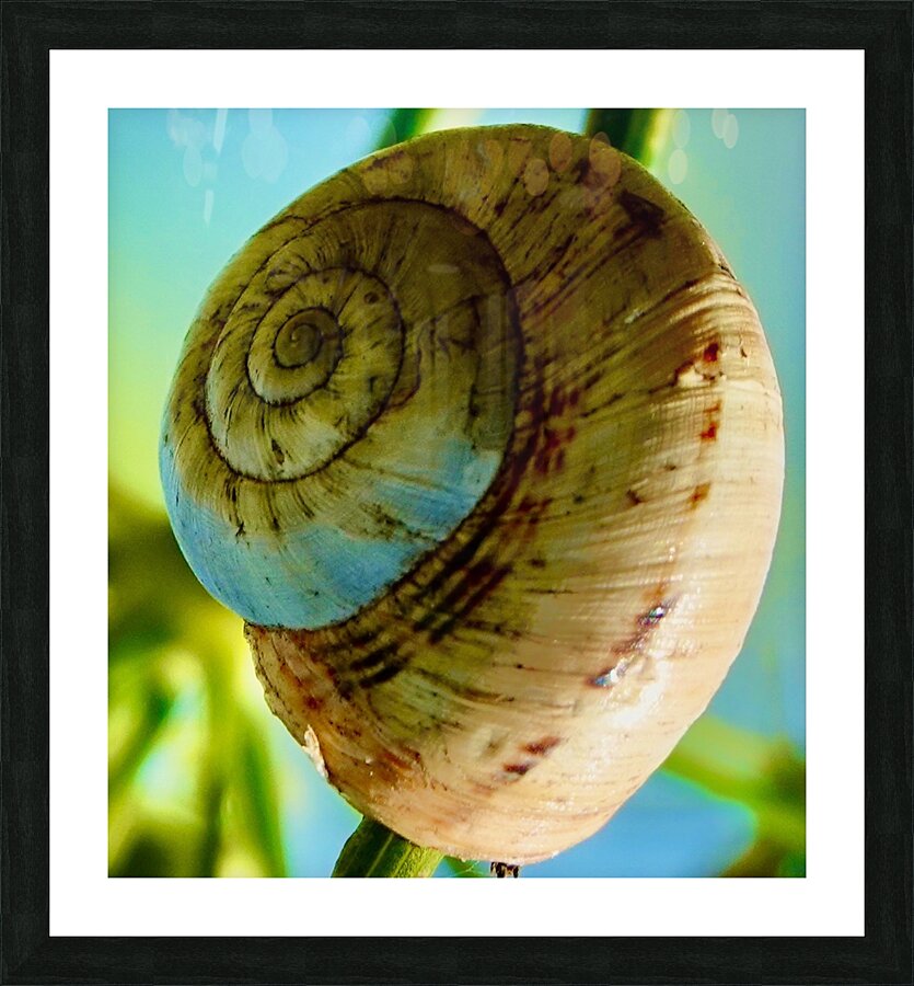 Espiral Picture Frame print