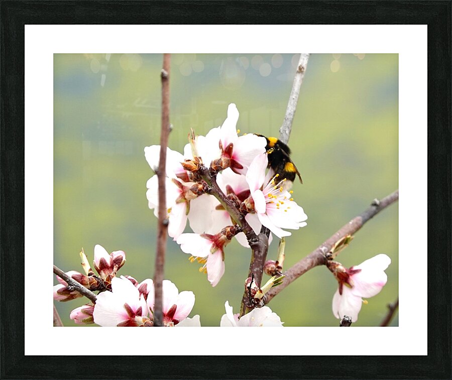 Primavera 2025 Picture Frame print