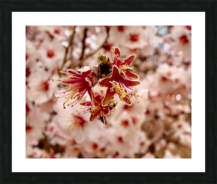 Anuncio de la primavera Picture Frame print