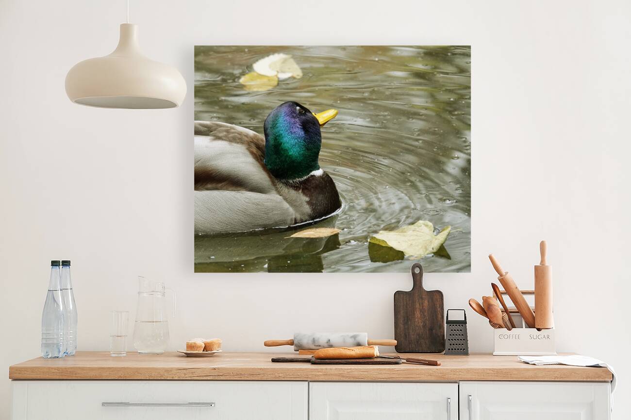 Pato simpatico Reproduction