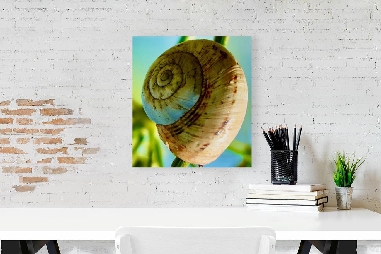 Espiral Reproduction