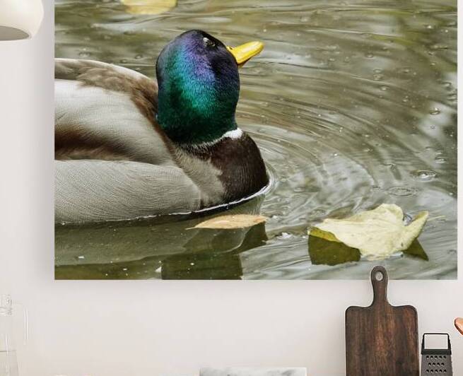 Pato simpatico Reproduction