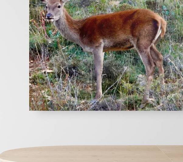 Ciervo Peralejos Reproduction