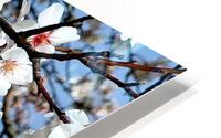 Almendros HD Metal print