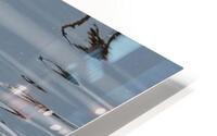 Somormujo 3 HD Metal print