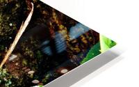 Lagarto HD Metal print