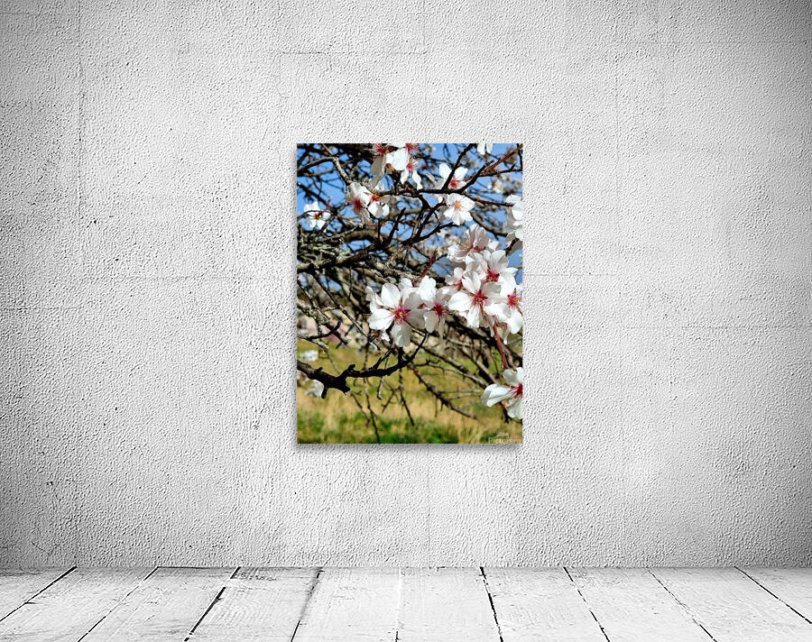 Almendros Wall Preview
