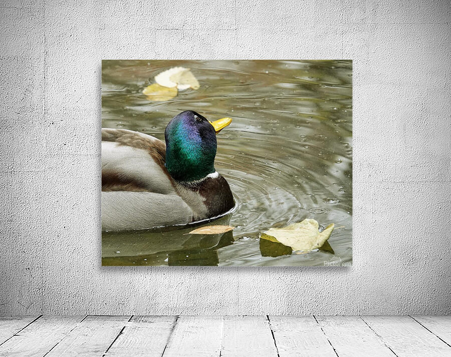 Pato simpatico Wall Preview