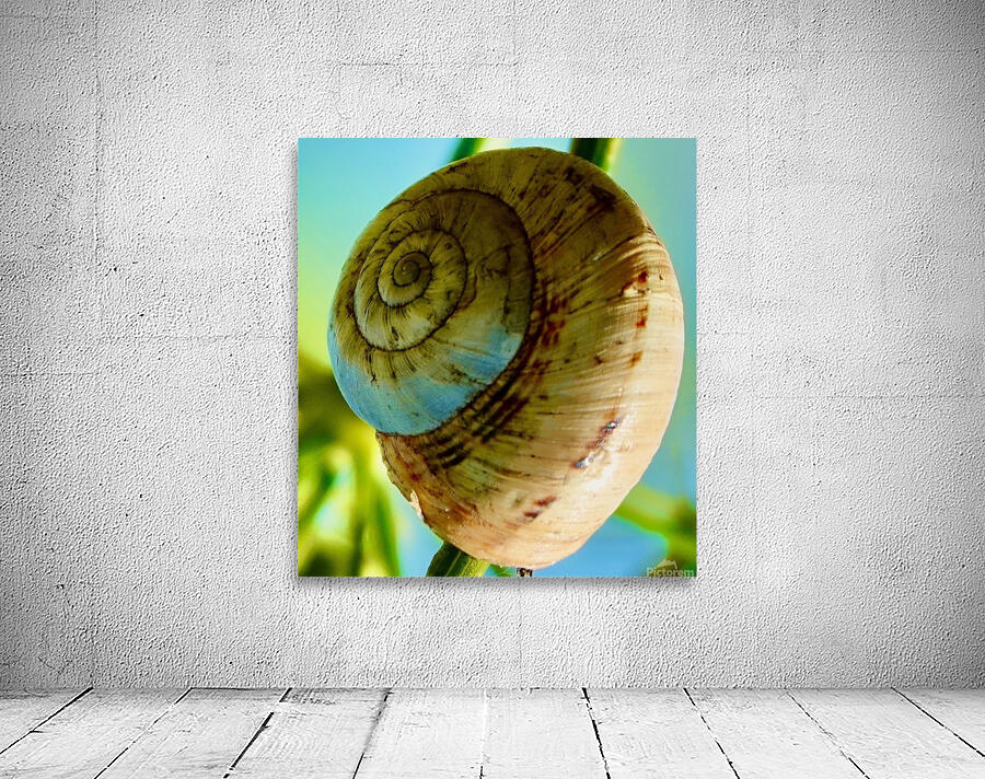 Espiral Wall Preview