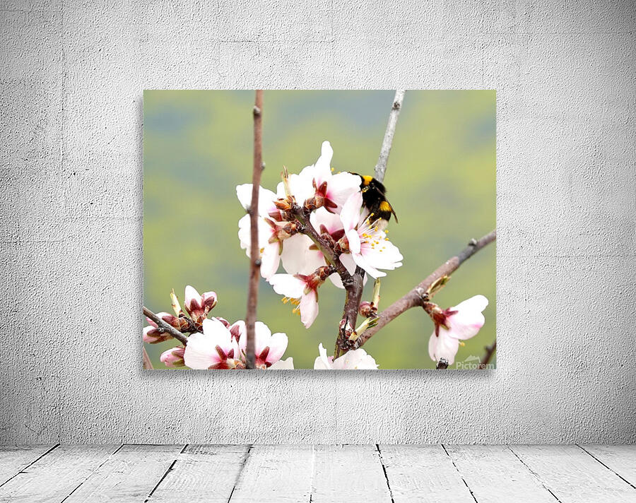 Primavera 2025 Wall Preview