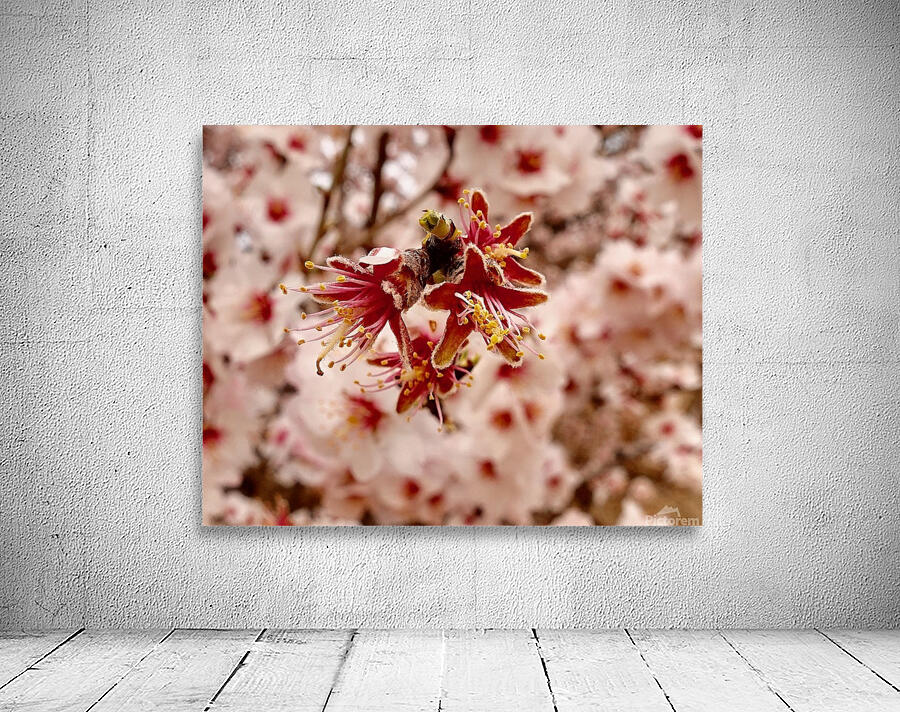 Anuncio de la primavera Wall Preview