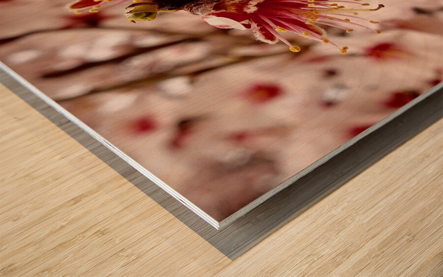 Anuncio de la primavera Wood print