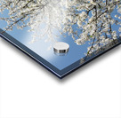 Sky through Blossomed Tree Branches Acrylic print