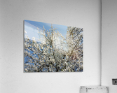 Sky through Blossomed Tree Branches Acrylic Print