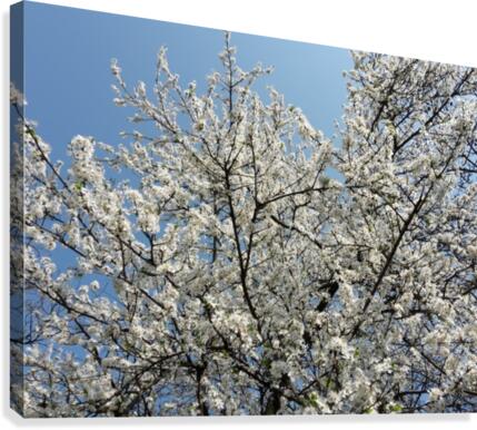 Sky through Blossomed Tree Branches Canvas Print