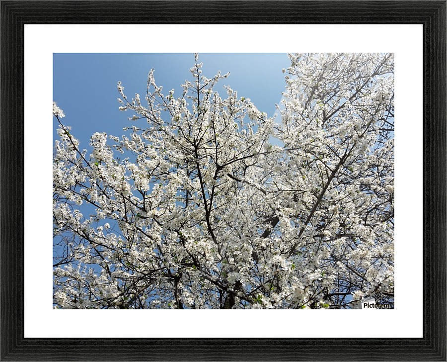 Sky through Blossomed Tree Branches Picture Frame print