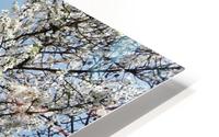 Sky through Blossomed Tree Branches HD Metal print