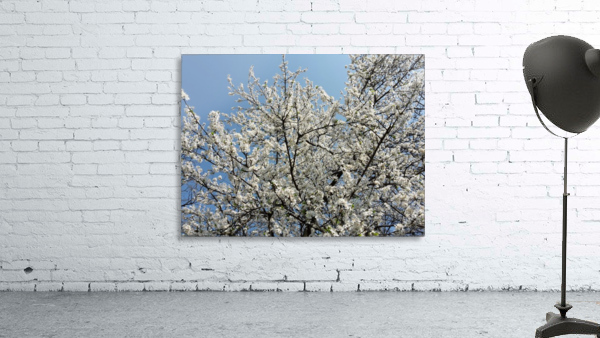 Sky through Blossomed Tree Branches Wall Preview