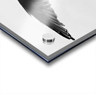 Seagull and Tail Acrylic print
