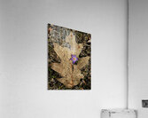 Crocus Leaf Acrylic Print