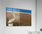 Pelican Acrylic Print