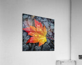 Maple Leaf Stream Shale Acrylic Print