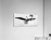 Seagull and Tail Acrylic Print
