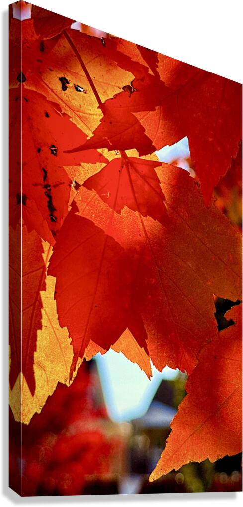 Leaves Backlight 1 Canvas Print