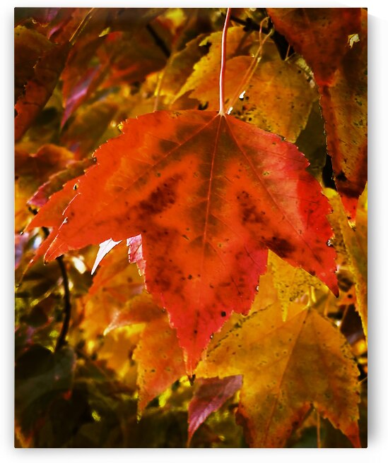 Single Leaf by Rich Forsgren