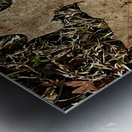 Crocus Leaf Metal print