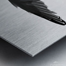 Seagull and Tail Metal print