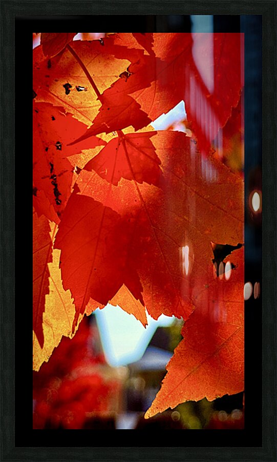 Leaves Backlight 1 Picture Frame print