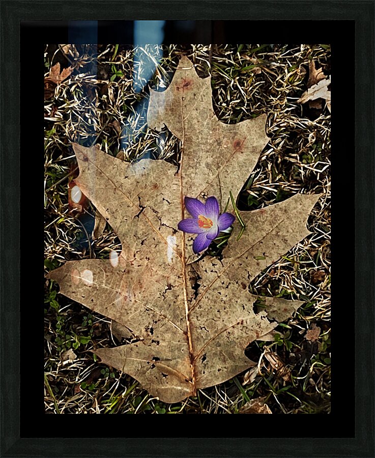 Crocus Leaf Picture Frame print