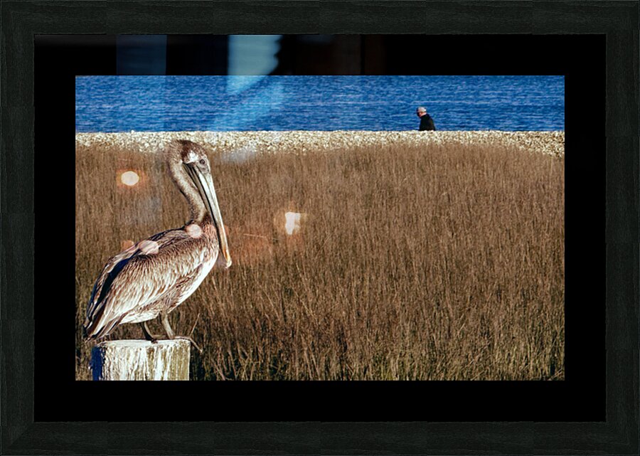 Pelican Picture Frame print
