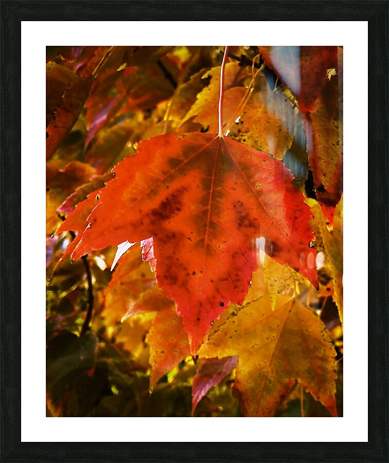 Single Leaf Picture Frame print