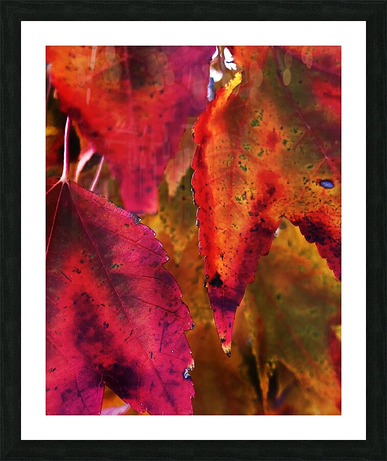 Mutiple Leaves Picture Frame print