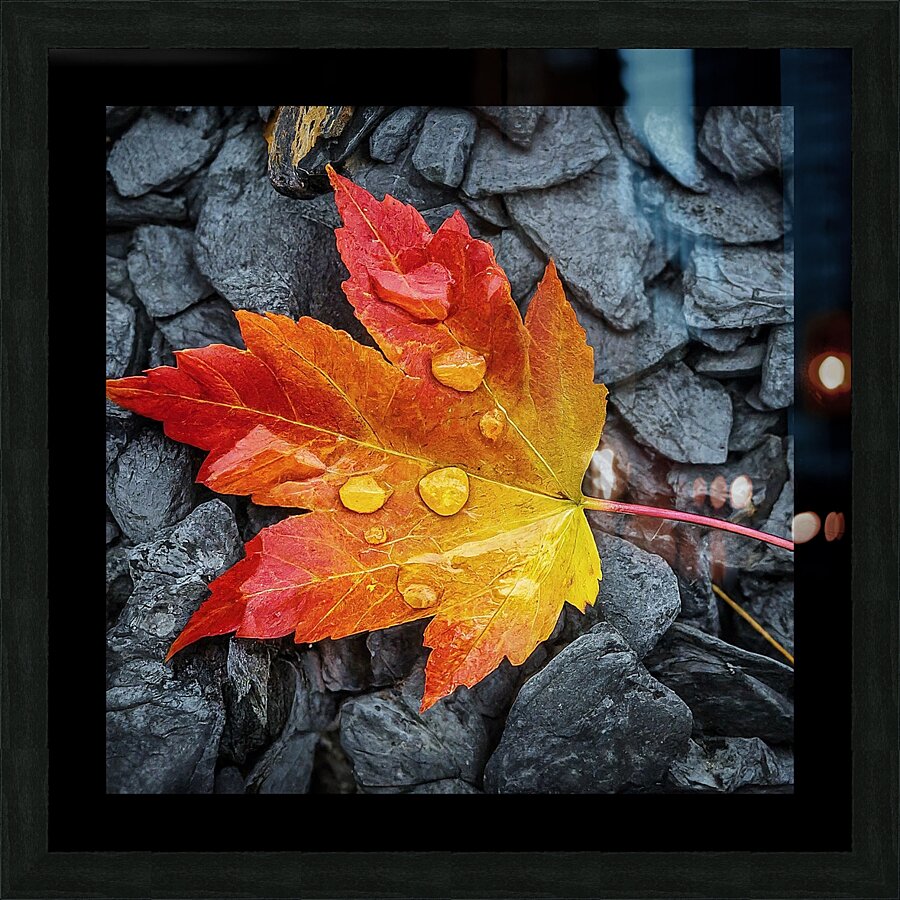 Maple Leaf Stream Shale Picture Frame print