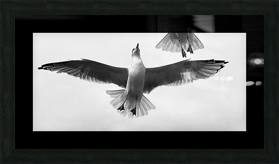 Seagull and Tail Picture Frame print