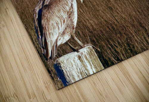 Pelican Rich Forsgren puzzle