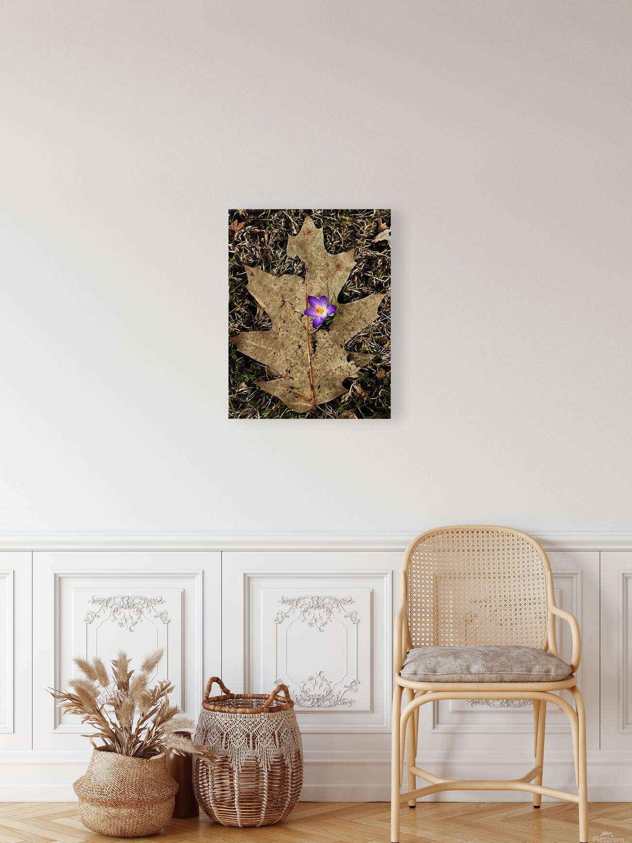 Crocus Leaf Reproduction