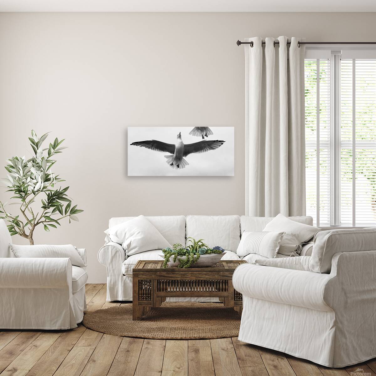 Seagull and Tail Reproduction