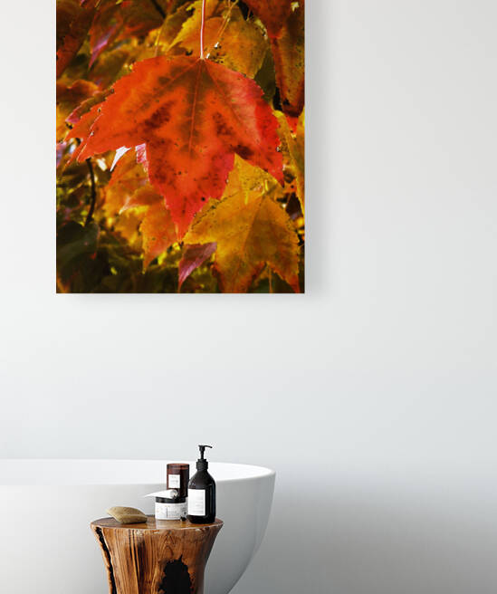 Single Leaf by Rich Forsgren