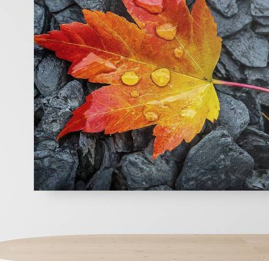 Maple Leaf Stream Shale by Rich Forsgren