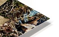 Crocus Leaf HD Metal print