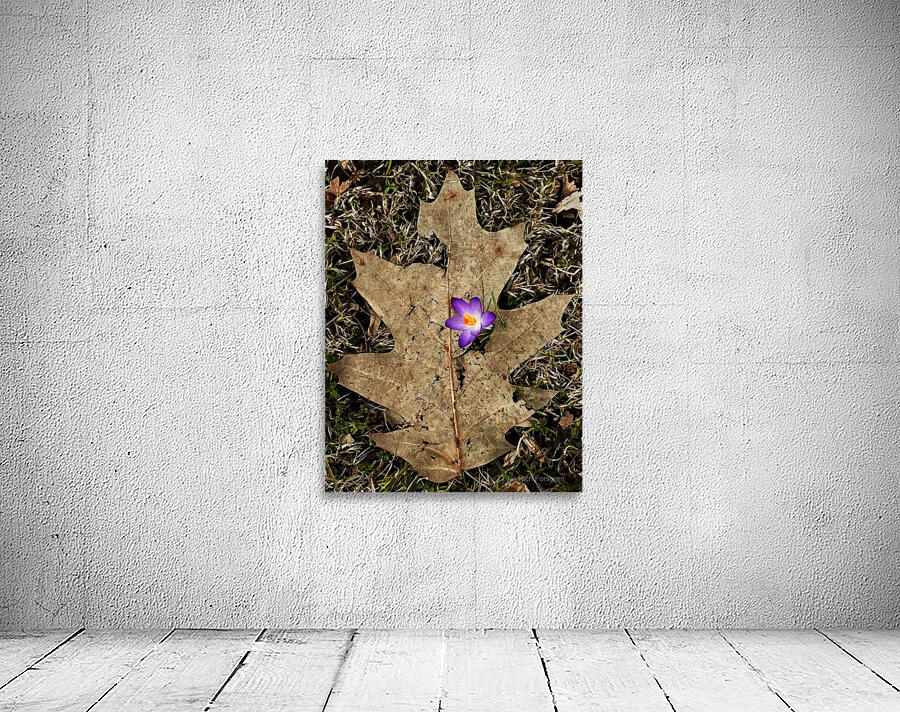 Crocus Leaf Wall Preview