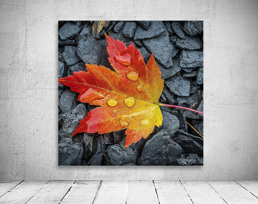 Maple Leaf Stream Shale Wall Preview