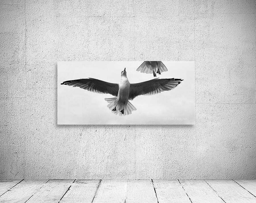Seagull and Tail Wall Preview