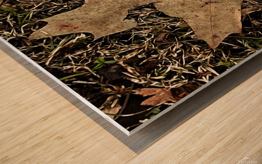 Crocus Leaf Wood print