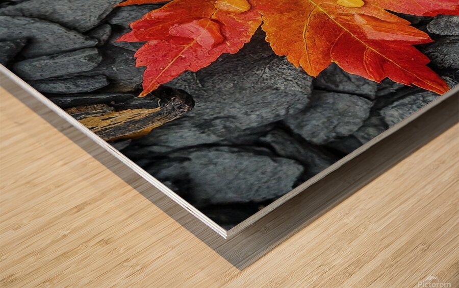 Maple Leaf Stream Shale Wood print
